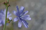 Chicory